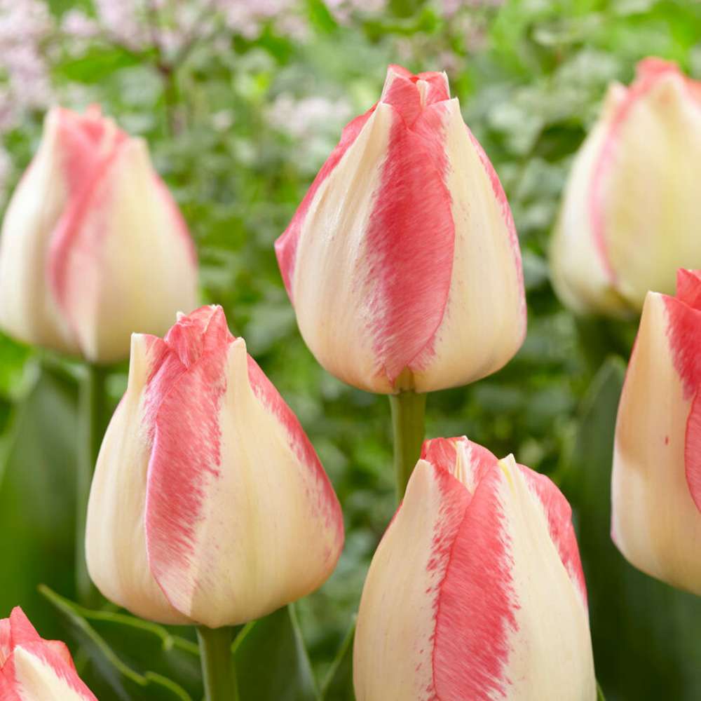 Tulipan 'Spryng Sunrise'